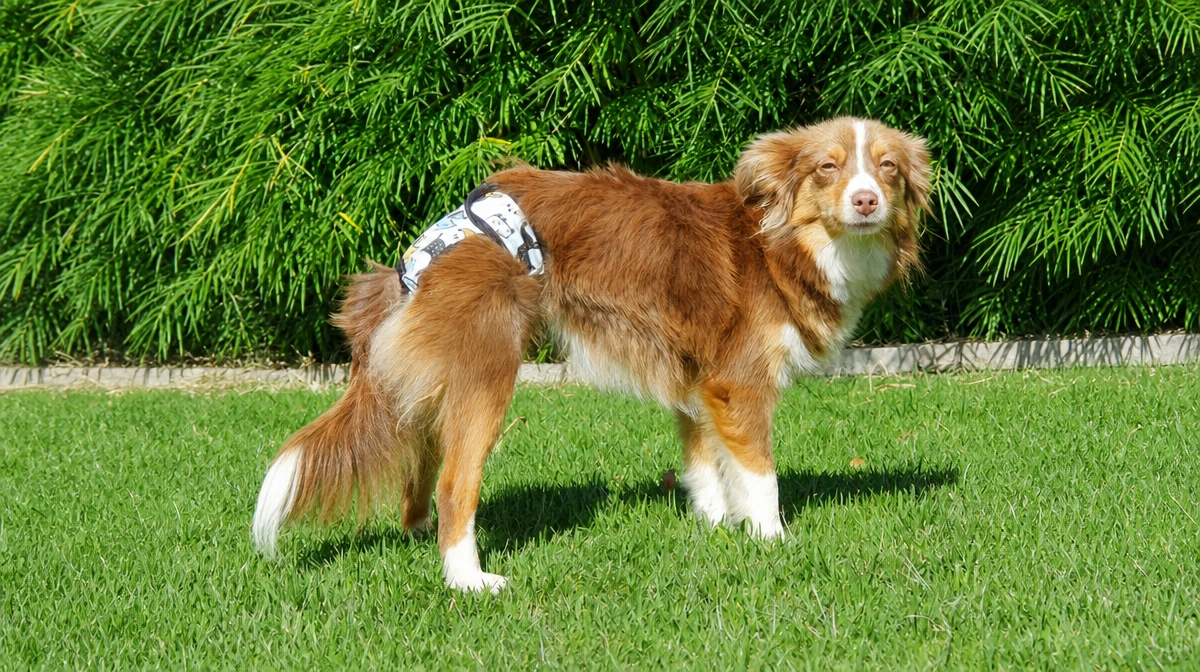 Reusable washable doggie diaper on a dog